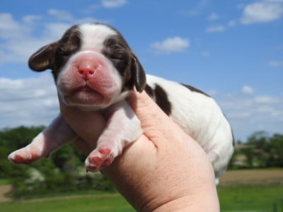Les chiots de Cocker Spaniel Anglais