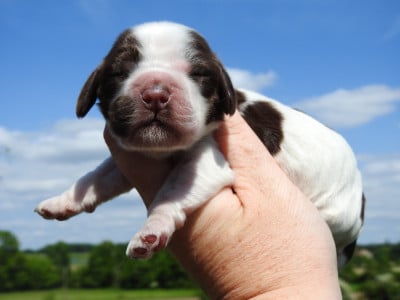 Les chiots de Cocker Spaniel Anglais