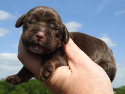 Les chiots de Cocker Spaniel Anglais