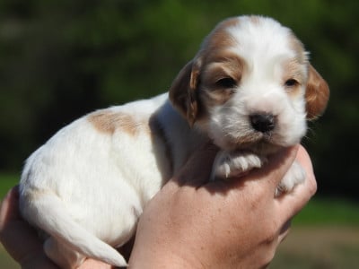 Les chiots de Cocker Spaniel Anglais