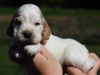 Les chiots de Cocker Spaniel Anglais