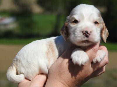Les chiots de Cocker Spaniel Anglais