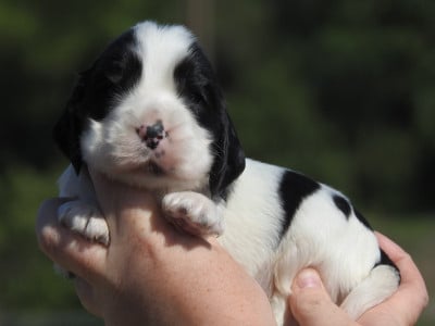 Les chiots de Cocker Spaniel Anglais