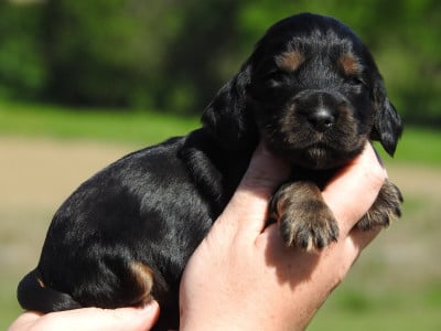Les chiots de Cocker Spaniel Anglais