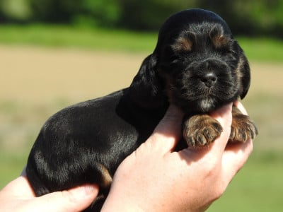 Les chiots de Cocker Spaniel Anglais