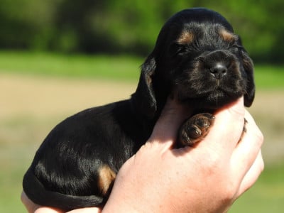 Les chiots de Cocker Spaniel Anglais