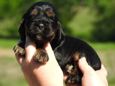 Les chiots de Cocker Spaniel Anglais