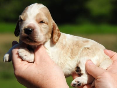 Les chiots de Cocker Spaniel Anglais