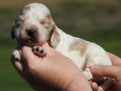 Les chiots de Cocker Spaniel Anglais