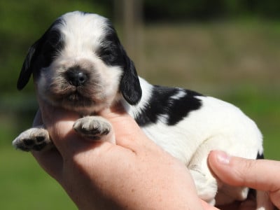 Les chiots de Cocker Spaniel Anglais