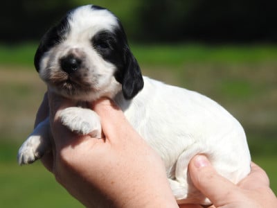Les chiots de Cocker Spaniel Anglais