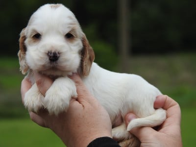 Les chiots de Cocker Spaniel Anglais