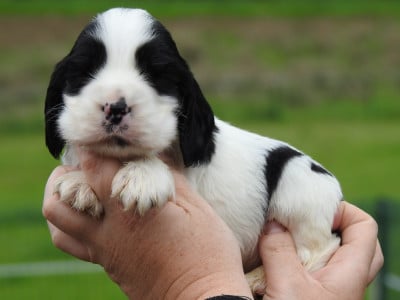 Les chiots de Cocker Spaniel Anglais