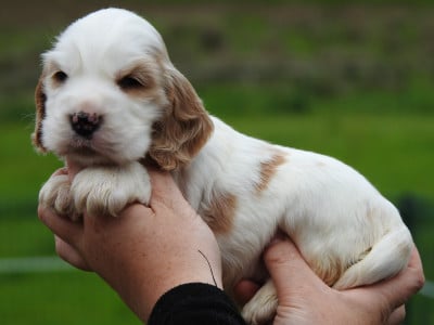 Les chiots de Cocker Spaniel Anglais