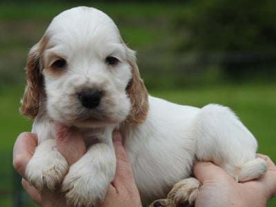 Les chiots de Cocker Spaniel Anglais