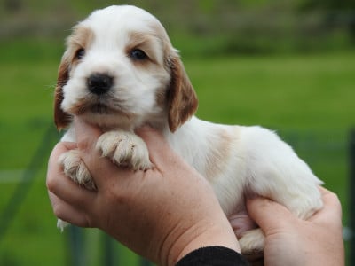 Les chiots de Cocker Spaniel Anglais
