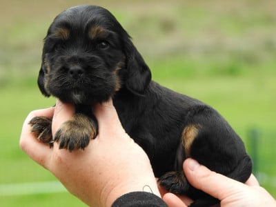 Les chiots de Cocker Spaniel Anglais
