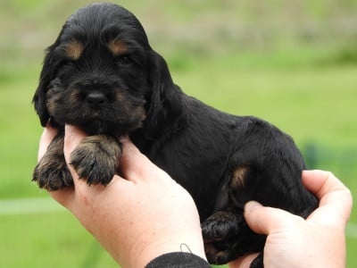 Les chiots de Cocker Spaniel Anglais