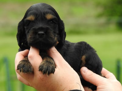 Les chiots de Cocker Spaniel Anglais