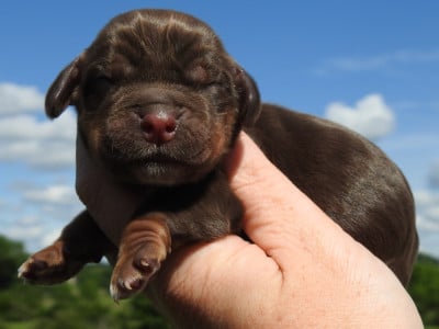 Les chiots de Cocker Spaniel Anglais
