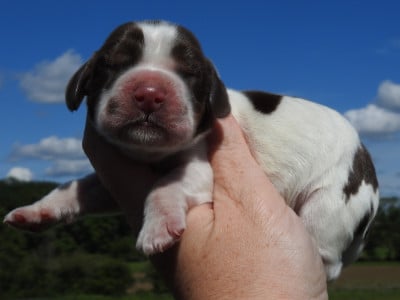 Les chiots de Cocker Spaniel Anglais