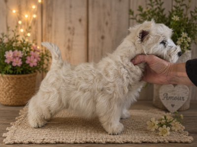 Les chiots de West Highland White Terrier