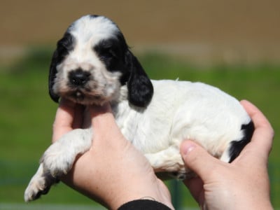 Les chiots de Cocker Spaniel Anglais