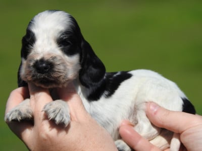 Les chiots de Cocker Spaniel Anglais