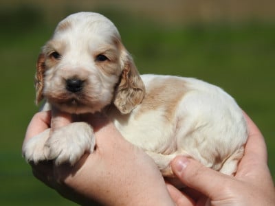 Les chiots de Cocker Spaniel Anglais