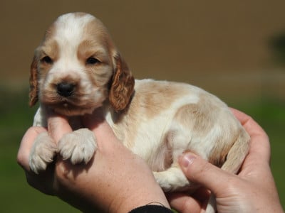 Les chiots de Cocker Spaniel Anglais