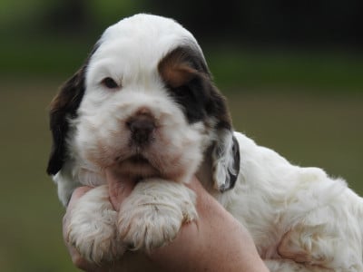 Les chiots de Cocker Spaniel Anglais