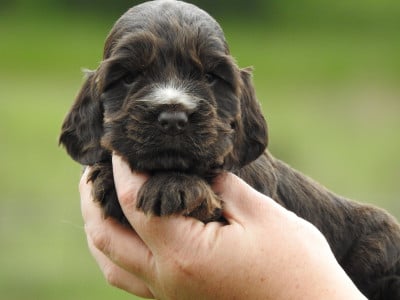Les chiots de Cocker Spaniel Anglais