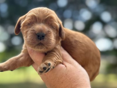 Les chiots de Cocker Spaniel Anglais