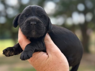 Les chiots de Cocker Spaniel Anglais