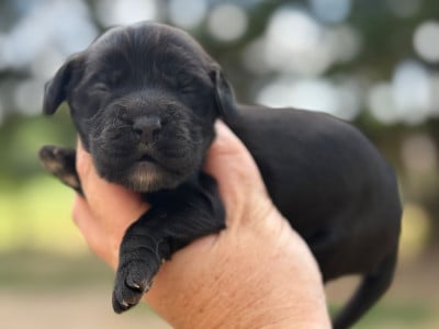 Les chiots de Cocker Spaniel Anglais
