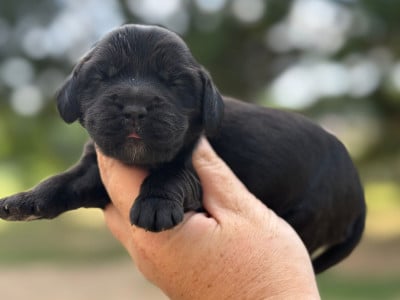 Les chiots de Cocker Spaniel Anglais