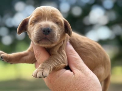 Les chiots de Cocker Spaniel Anglais