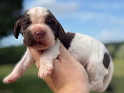 Les chiots de Cocker Spaniel Anglais