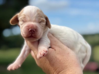 Les chiots de Cocker Spaniel Anglais