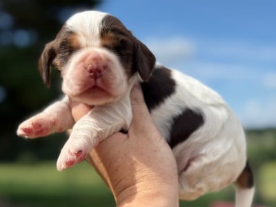 Les chiots de Cocker Spaniel Anglais