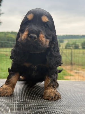 Les chiots de Cocker Spaniel Anglais