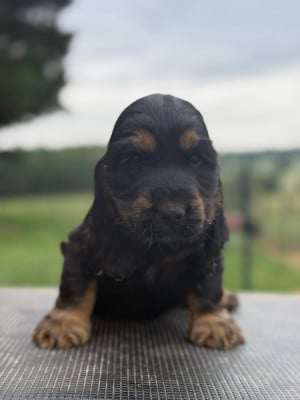 Les chiots de Cocker Spaniel Anglais