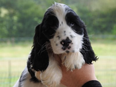 Les chiots de Cocker Spaniel Anglais
