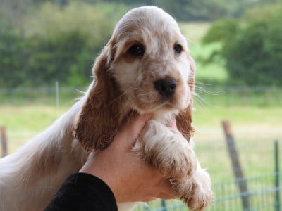 Les chiots de Cocker Spaniel Anglais