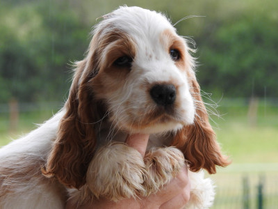 Les chiots de Cocker Spaniel Anglais