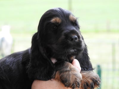 Les chiots de Cocker Spaniel Anglais