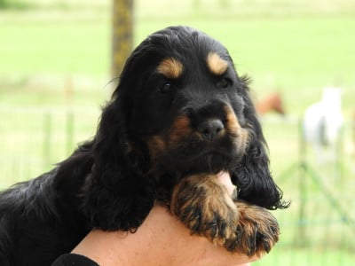 Les chiots de Cocker Spaniel Anglais