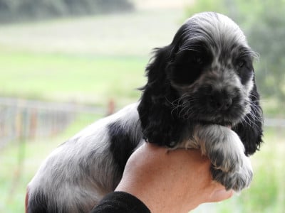 Les chiots de Cocker Spaniel Anglais