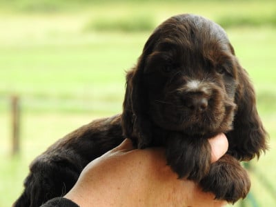 Les chiots de Cocker Spaniel Anglais