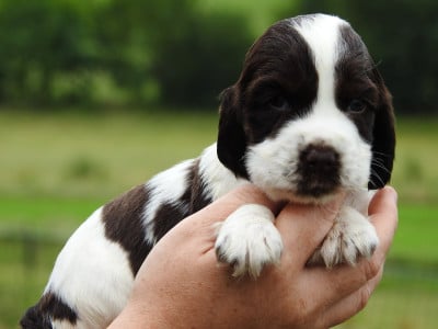 Les chiots de Cocker Spaniel Anglais